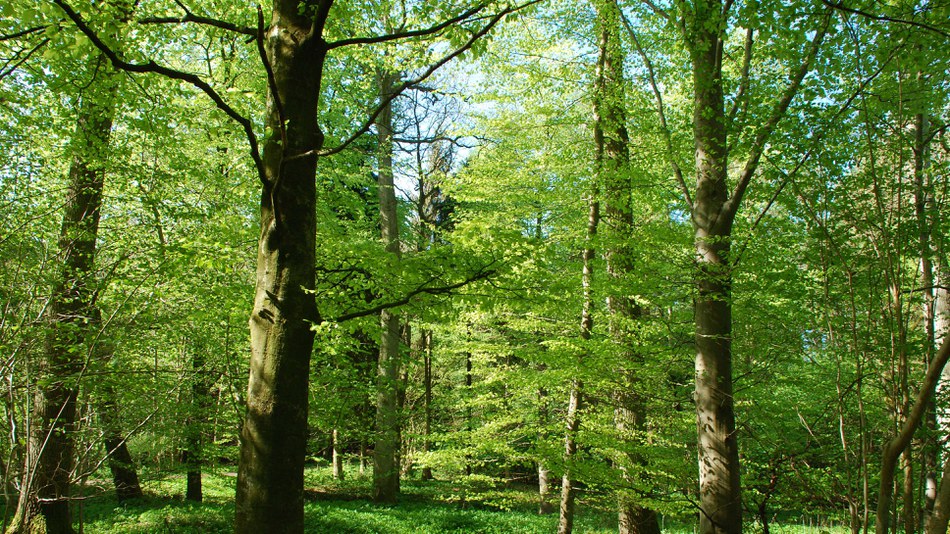 Резултат с изображение за Forest Europa