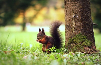 A hungry squirrel