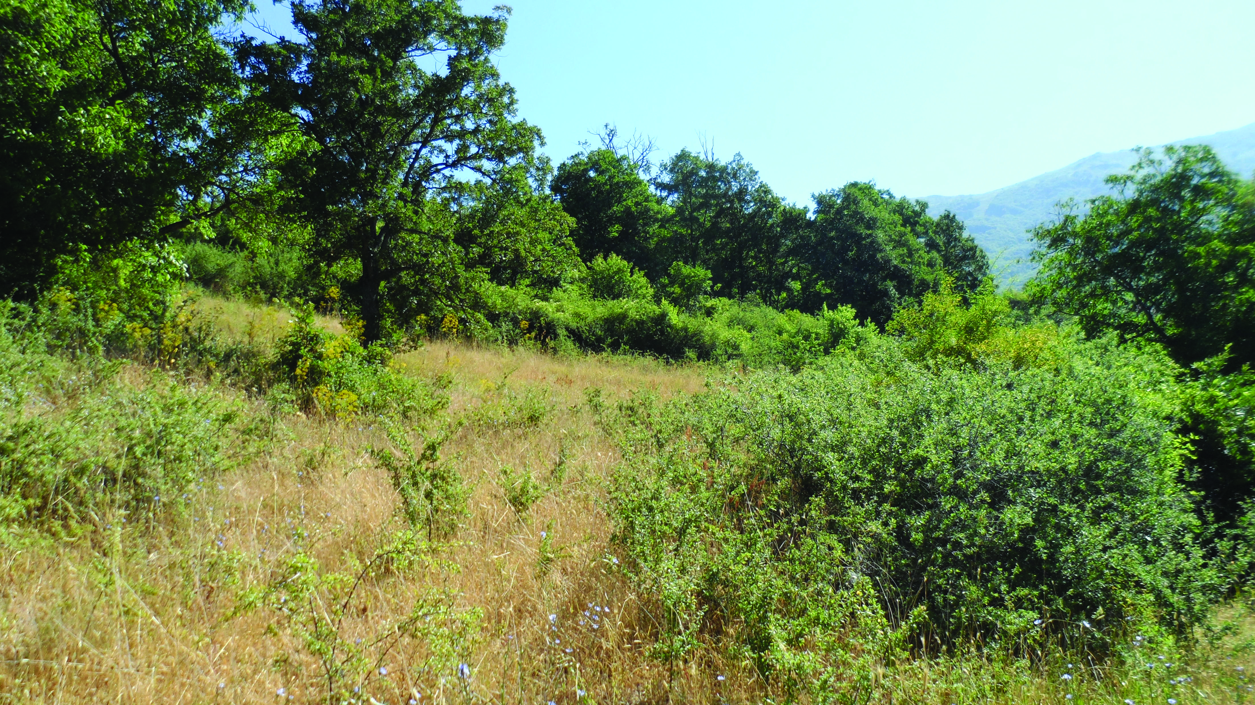 Abandoned grassland overgrown by shrubs and trees