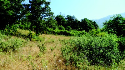 Abandoned grassland overgrown by shrubs and trees