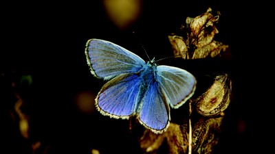 Common Blue (Polyommatus icarus)