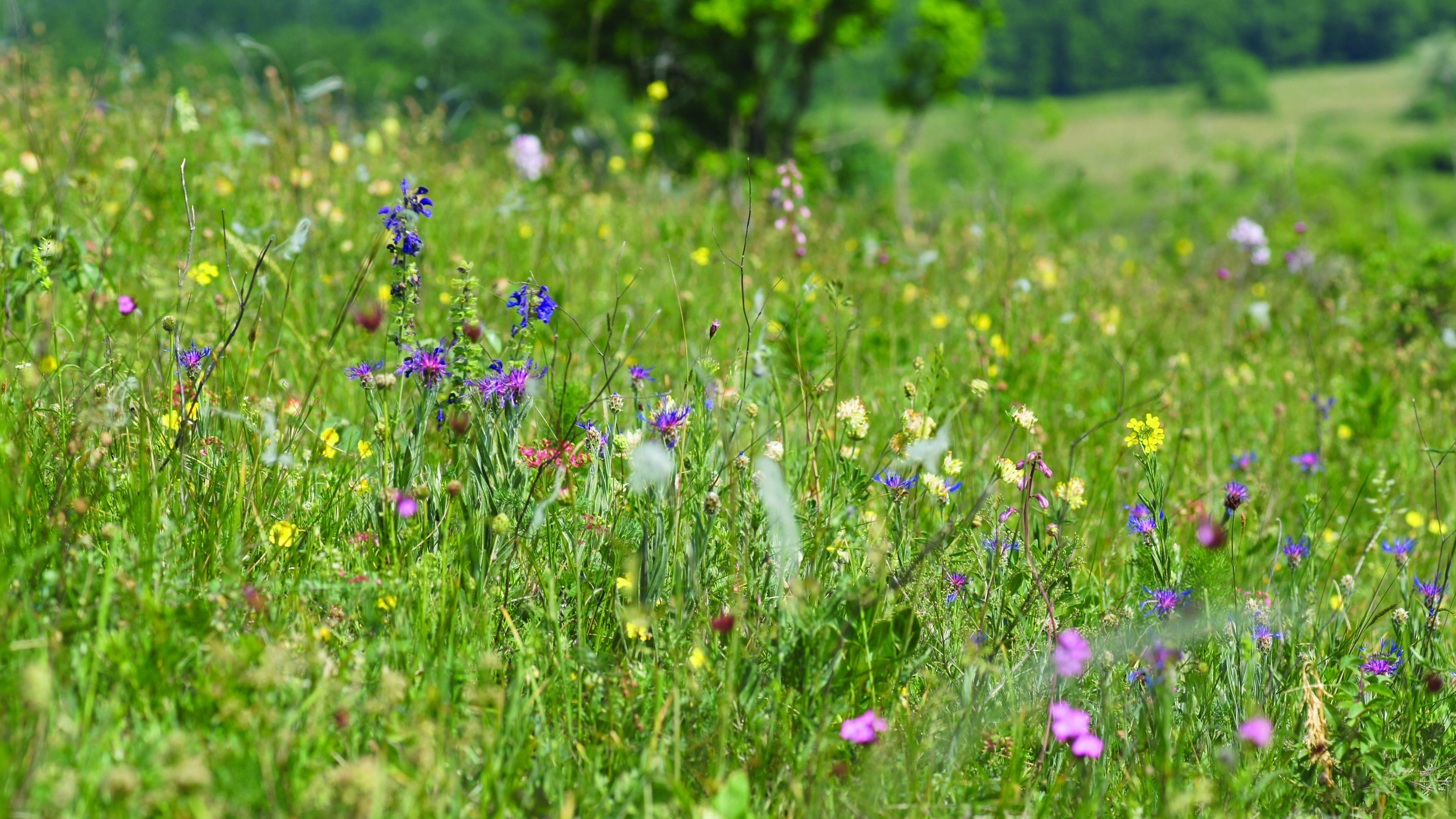 Flower-rich semi-natural grasslands are the home of many butterflies