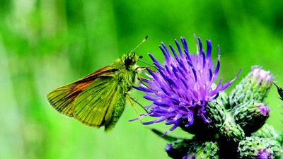 Large Skipper (Ochlodes sylvanus)