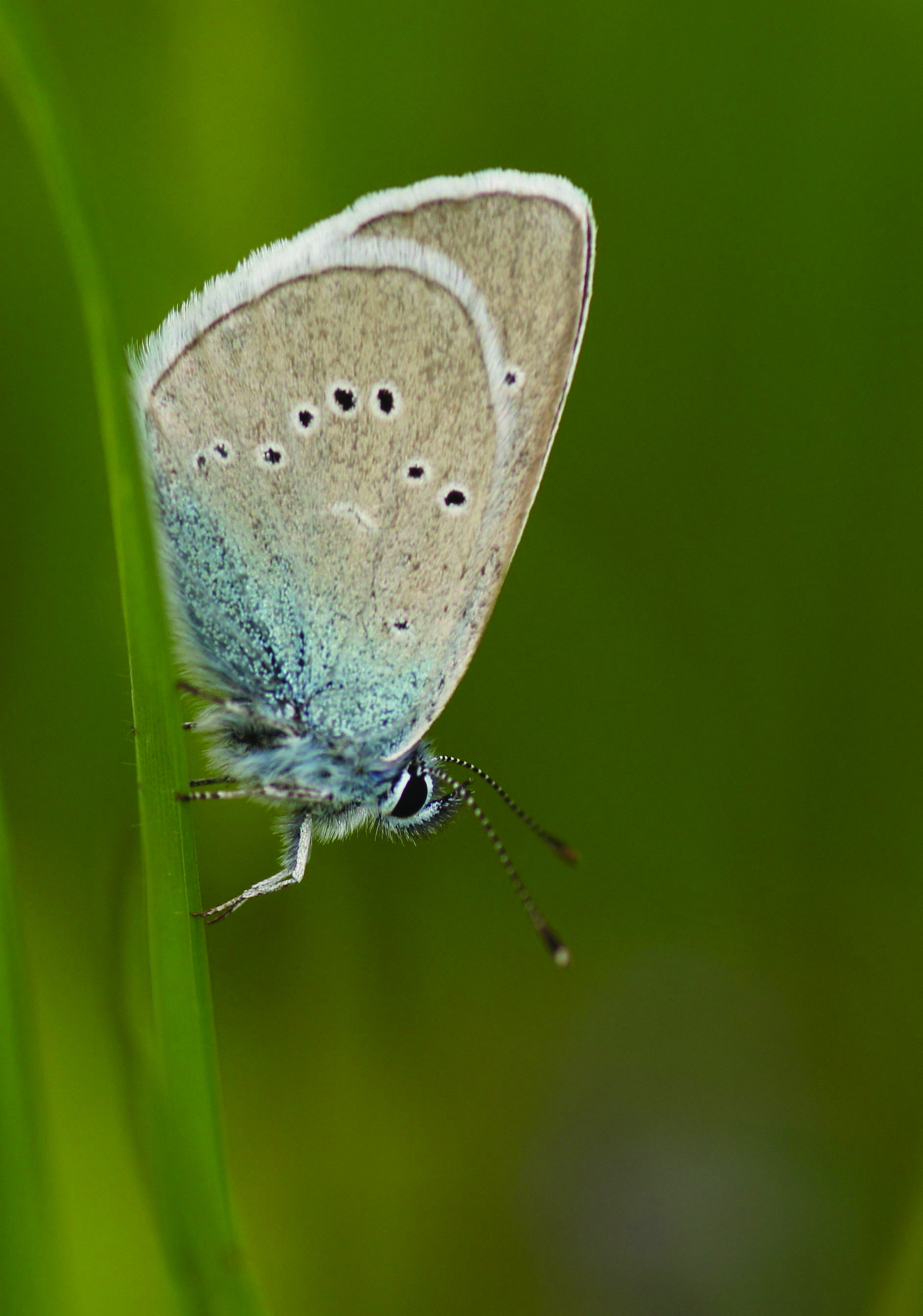 Mazarine Blue (Cyaniris semiargus)