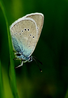 Mazarine Blue (Cyaniris semiargus)