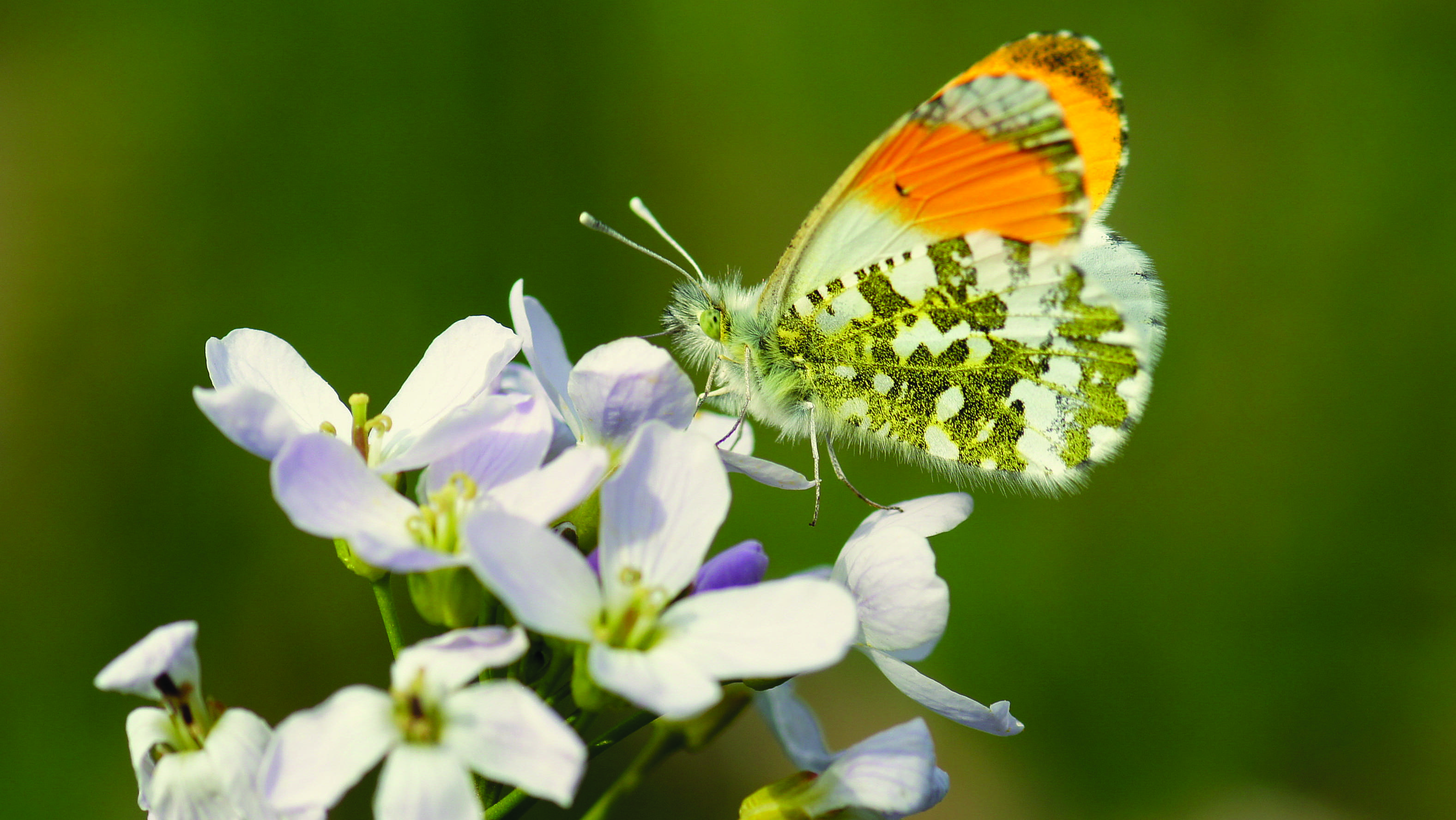 Orangetip (Anthocharis cardamines)