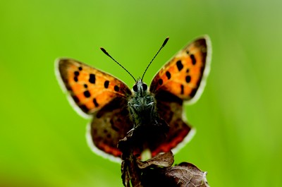 Small Copper (Lycaena phlaeas)