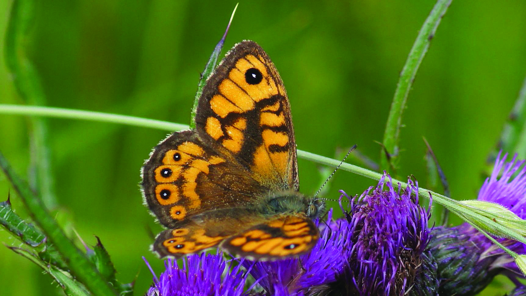 Wall Brown (Lasiommata megera)