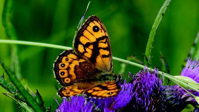 Wall Brown (Lasiommata megera)