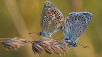 Populations of grassland butterflies decline almost 50 % over two decades