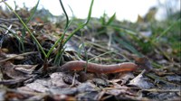 Soil protection critical for Europe's economy and ecosystems