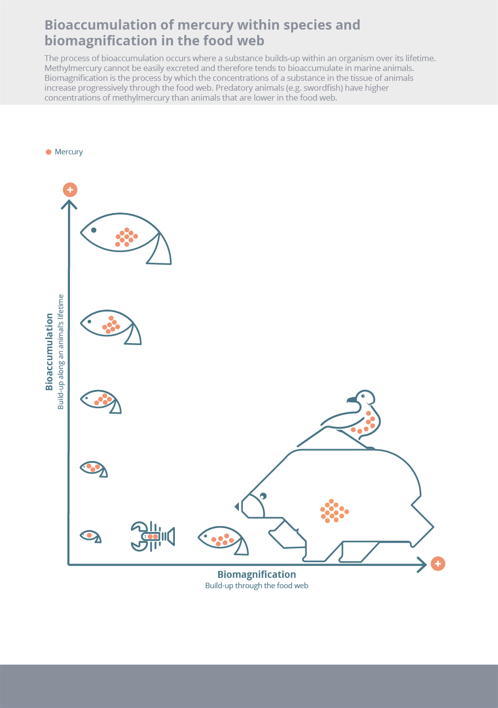 Bioaccumulation of mercury within species and biomagnification in the food web