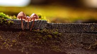 Herstel van de natuurlijke wereld