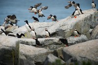 Europe’s marine biodiversity remains under pressure