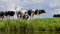 Veterinary antimicrobials in Europe’s environment: a One Health perspective