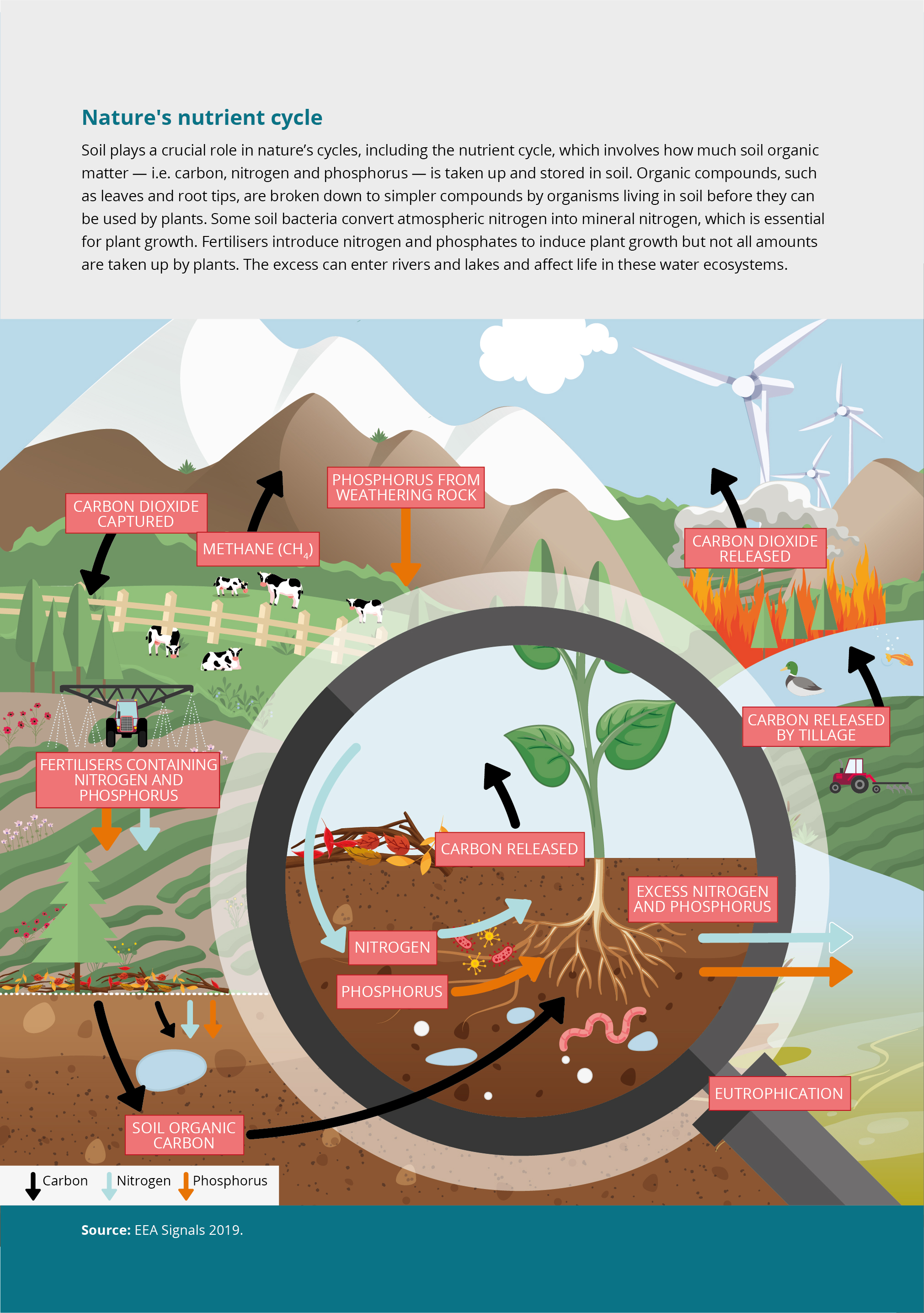 Soil plays a crucial role in nature’s cycles, including the nutrient cycle, which involves how much soil organic matter — i.e. carbon, nitrogen and phosphorus — is taken up and stored in soil. Organic compounds, such as leaves and root tips, are broken down to simpler compounds by organisms living in soil before they can be used by plants. Some soil bacteria convert atmospheric nitrogen into mineral nitrogen, which is essential for plant growth. Fertilisers introduce nitrogen and phosphates to induce plant growth but not all amounts are taken up by plants. The excess can enter rivers and lakes and affect life in these water ecosystems.