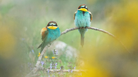 Interview — Vital role of bird monitors