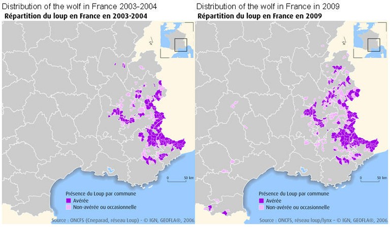 Distribution of the wolf in France
