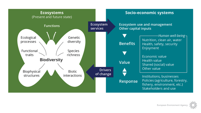 Ecosystem-services and drivers of change
