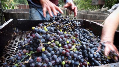 Wine making