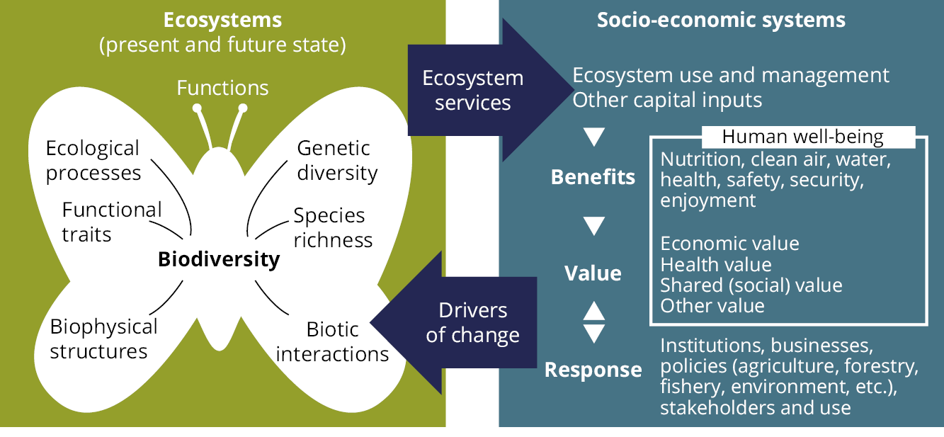 Environment value. Environmental problems таблица. Урок по теме Environmental problems. Система well being. Ecosystem перевод.