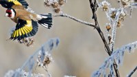 Klimat, natur och människor: en gemensam framtid för vår planet