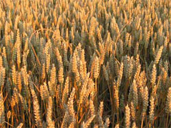 wheat field