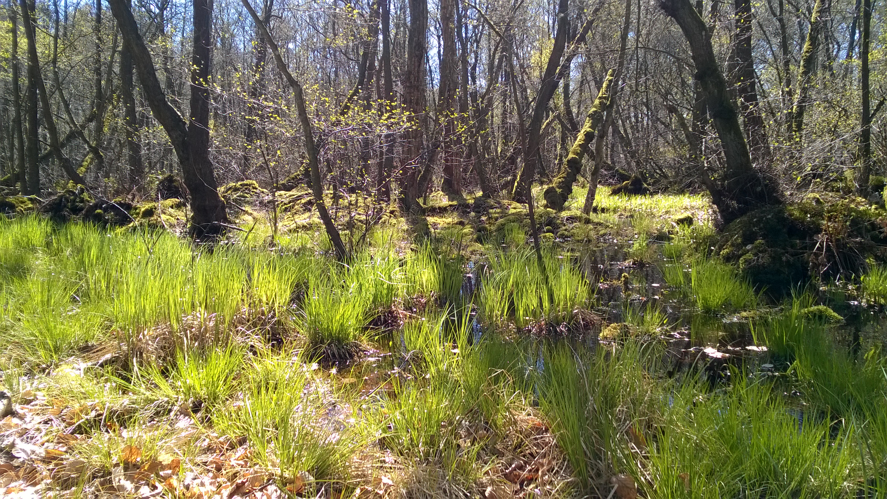 Kobberdam inundated forest Hellebaek, DK. Photo: (c) Andrus Meiner