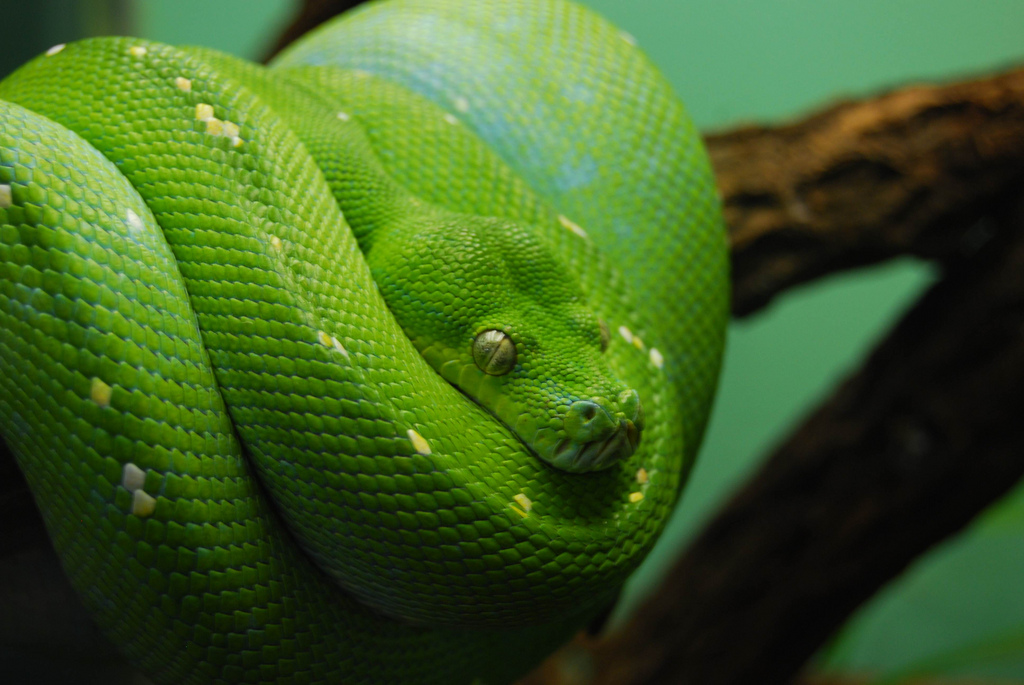 Green snake