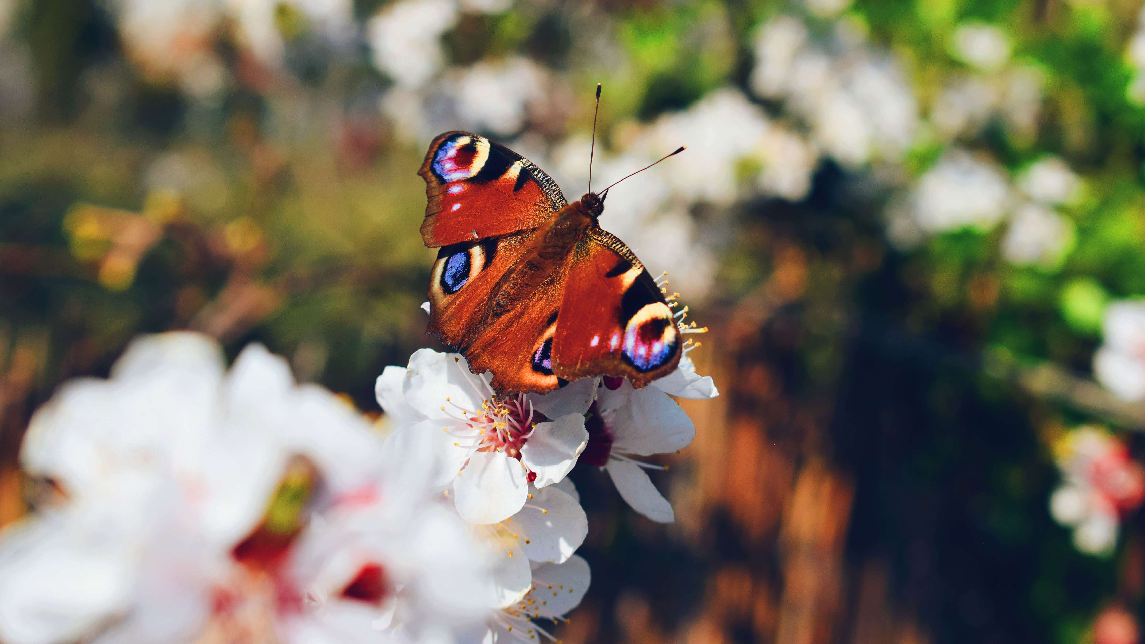 Biodiversity change - Theme image