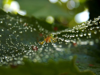 Interview — Co-created by 38 countries: the story behind Europe’s environment 2025